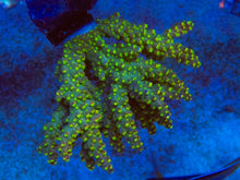 Carregar imagem no visualizador da galeria, FK Green Tricolor Aussie Wild Acropora (Cut-To-Order) SPS671