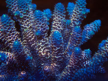 Carregar imagem no visualizador da galeria, Fk Ultra Blue Spathulata Acropora Aussie Wild (Cut-To-Order) SPS283