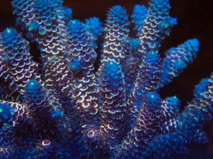 Fk Ultra Blue Spathulata Acropora Aussie Wild (Cut-To-Order) SPS283