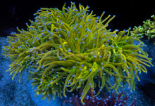 Load image into Gallery viewer, Euphyllia glabrescens “Holy Grail” Grade A – Cut-to-Order Frags
