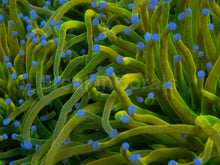 Load image into Gallery viewer, Euphyllia glabrescens “Holy Grail” Grade A – Cut-to-Order Frags