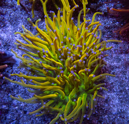 ✨👑 Holy Grail Torch Coral