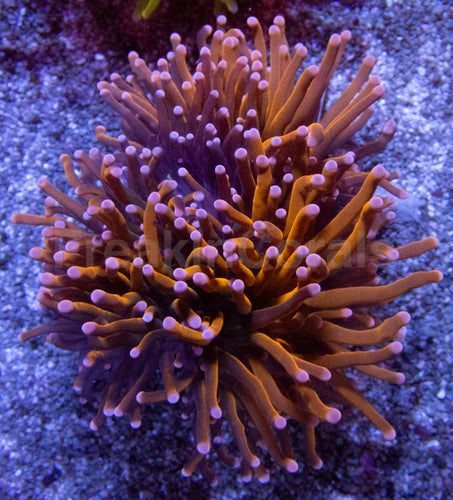Hellfire Torch Coral