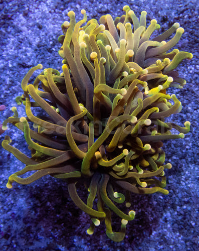 24K Torch Coral