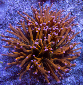 Hellfire Torch Coral