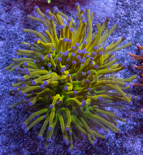 Holy Grail Torch Coral