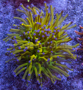 Holy Grail Torch Coral