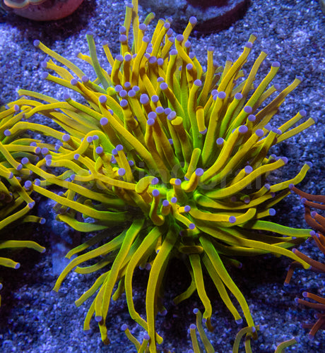 Holy Grail Torch Coral