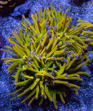Carregar imagem no visualizador da galeria, Holy Grail Torch Coral