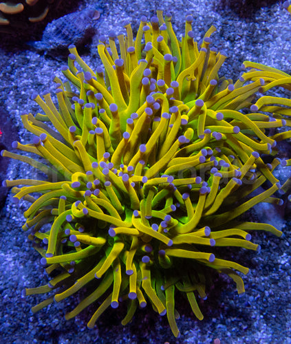Holy Grail Torch Coral