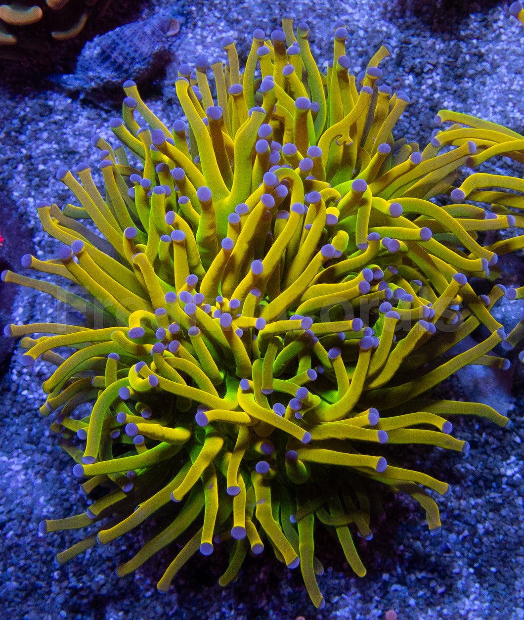 Holy Grail Torch Coral