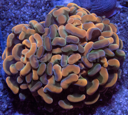 Orange Plasma Hammer Coral