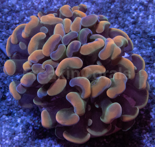 Orange Plasma Hammer Coral