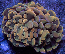 Carregar imagem no visualizador da galeria, Orange Plasma Hammer Coral