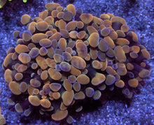 Carregar imagem no visualizador da galeria, Orange Plasma Hammer Coral