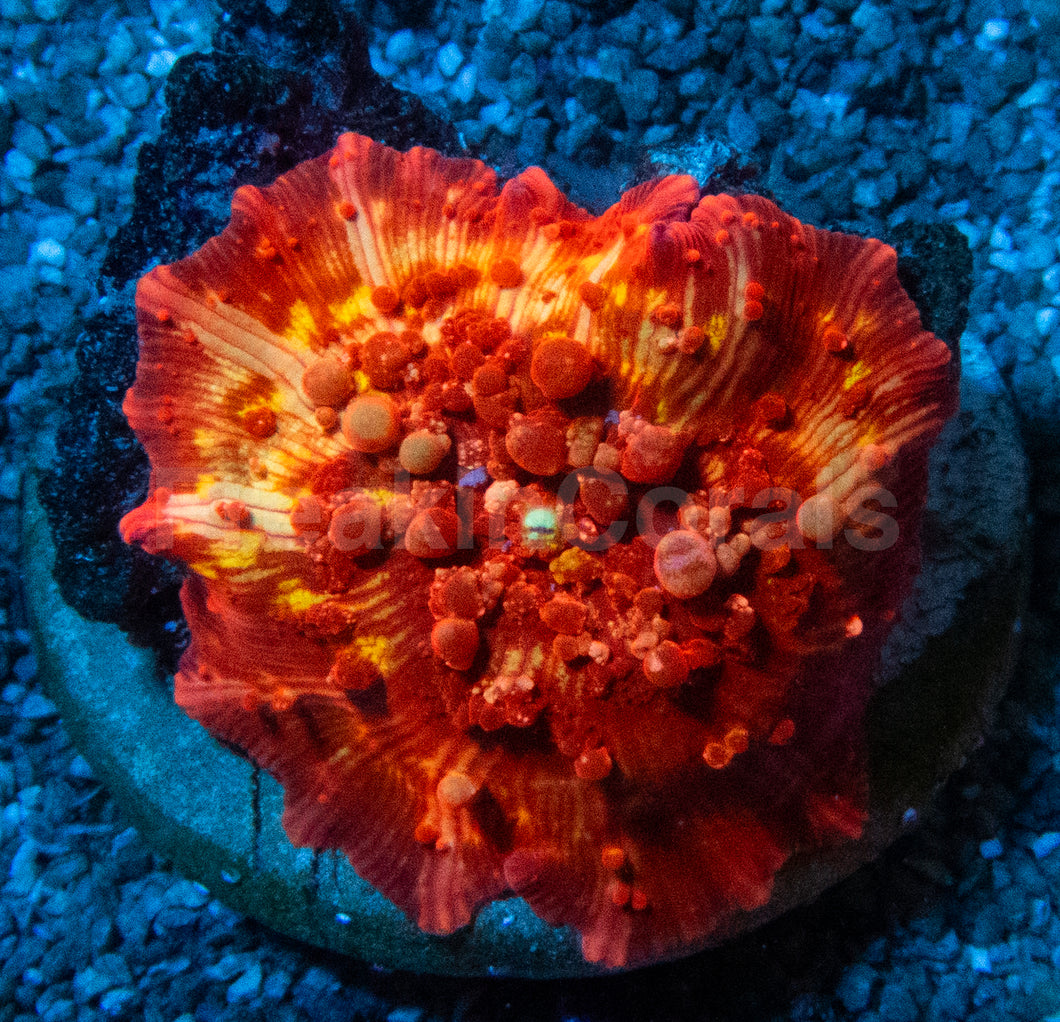 Orange Bounce Mushroom
