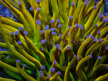 Carregar imagem no visualizador da galeria, Holy Grail Torch Coral