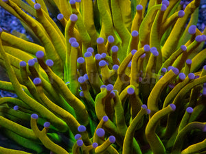 Holy Grail Torch Coral
