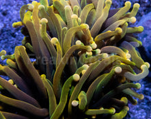 Load image into Gallery viewer, 24K Torch Coral