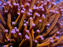 Load image into Gallery viewer, Hellfire Torch Coral
