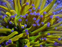 Carregar imagem no visualizador da galeria, Holy Grail Torch Coral