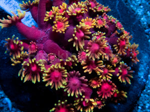 Inferno Goniopora