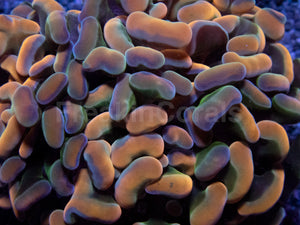 Orange Plasma Hammer Coral