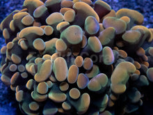 Carregar imagem no visualizador da galeria, Orange Plasma Hammer Coral