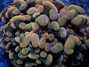 Orange Plasma Hammer Coral