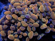 Carregar imagem no visualizador da galeria, Orange Plasma Hammer Coral