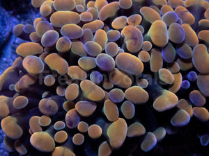 Orange Plasma Hammer Coral