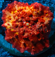 Carregar imagem no visualizador da galeria, Orange Bounce Mushroom