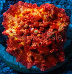 Orange Bounce Mushroom