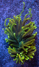 Carregar imagem no visualizador da galeria, Dragon Soul Torch Coral – Green Variant
