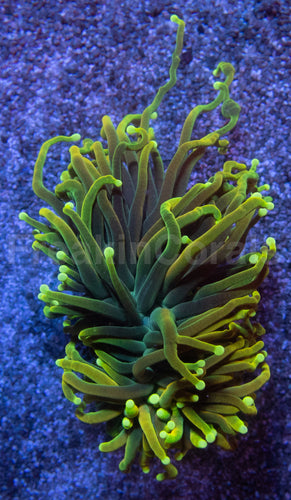 Dragon Soul Torch Coral – Green Variant