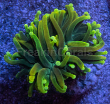 Carregar imagem no visualizador da galeria, Dragon Soul Torch Coral – Green Variant