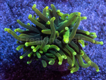 Carregar imagem no visualizador da galeria, Dragon Soul Torch Coral – Green Variant