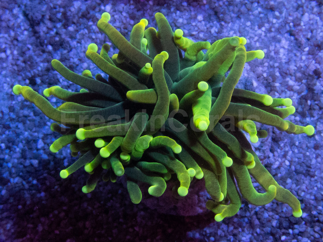Dragon Soul Torch Coral – Green Variant