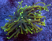 Carregar imagem no visualizador da galeria, Dragon Soul Torch Coral – Green Variant