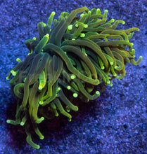Carregar imagem no visualizador da galeria, Dragon Soul Torch Coral – Green Variantlps