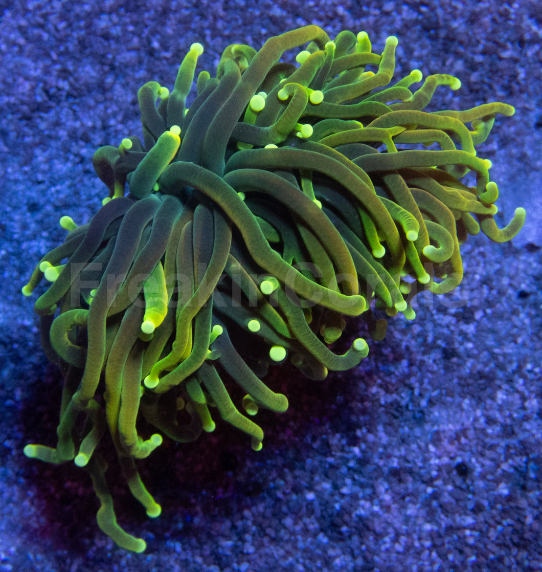 Dragon Soul Torch Coral – Green Variantlps