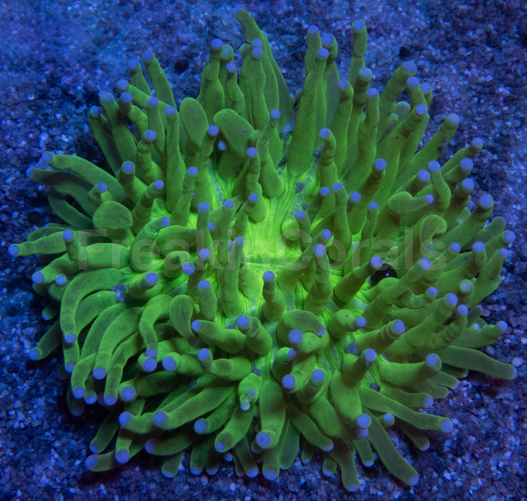 Heliofungia Blue Tip