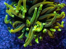 Carregar imagem no visualizador da galeria, Dragon Soul Torch Coral – Green Variant