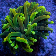 Carregar imagem no visualizador da galeria, Dragon Soul Torch Coral – Green Variant
