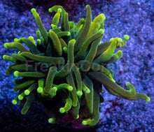 Carregar imagem no visualizador da galeria, Dragon Soul Torch Coral – Green Variant