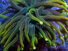 Carregar imagem no visualizador da galeria, Dragon Soul Torch Coral – Green Variant