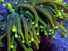 Carregar imagem no visualizador da galeria, Dragon Soul Torch Coral – Green Variantlps