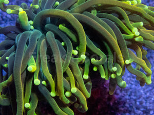 Dragon Soul Torch Coral – Green Variantlps