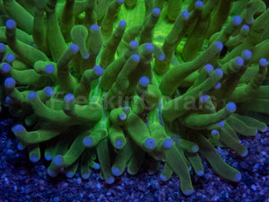 Heliofungia Blue Tip