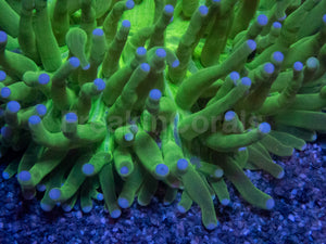 Heliofungia Blue Tip